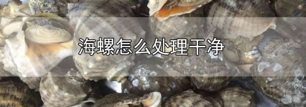 海螺怎么处理干净