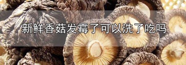 新鲜香菇发霉了可以洗了吃吗