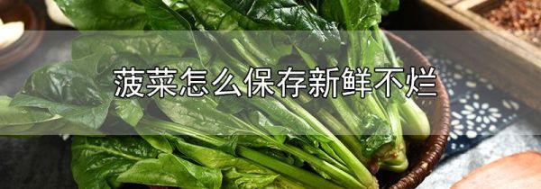 菠菜怎么保存新鲜不烂