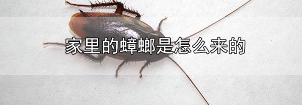 家里的蟑螂是怎么来的