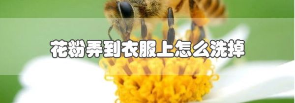 花粉弄到衣服上怎么洗掉