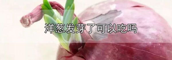 洋葱发芽了可以吃吗