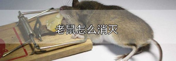 老鼠怎么消灭