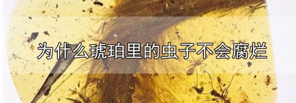 为什么琥珀里的虫子不会腐烂