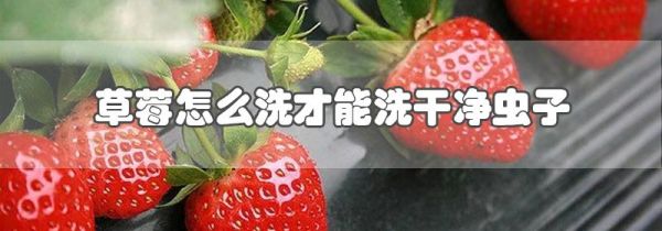 草莓怎么洗才能洗干净虫子