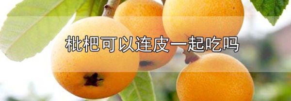 枇杷可以连皮一起吃吗