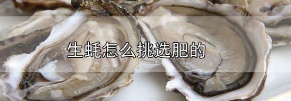 生蚝怎么挑选肥的