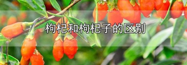 枸杞和枸杞子的区别