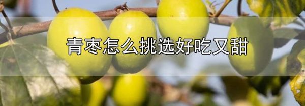 青枣怎么挑选好吃又甜