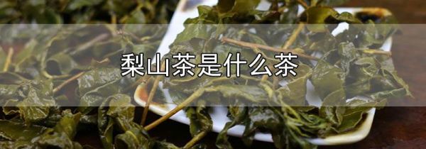 梨山茶是什么茶