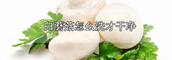 白蘑菇怎么洗才干净