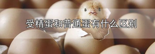 受精蛋和普通蛋有什么区别