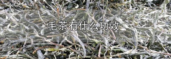 毛茶有什么功效