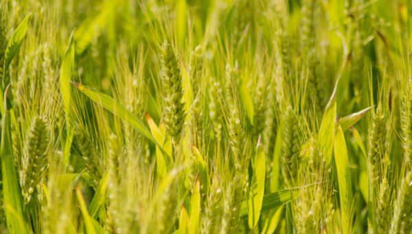 麦片是什么原料做的? 麦片原料是啥