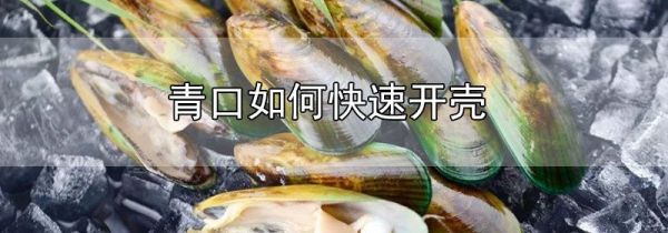 青口如何快速开壳