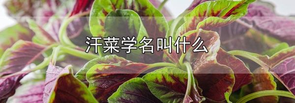 汗菜学名叫什么