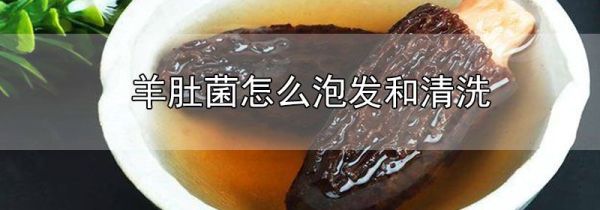 羊肚菌怎么泡发和清洗