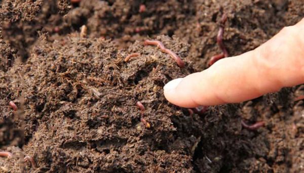 蚯蚓吃什么 蚯蚓吃啥