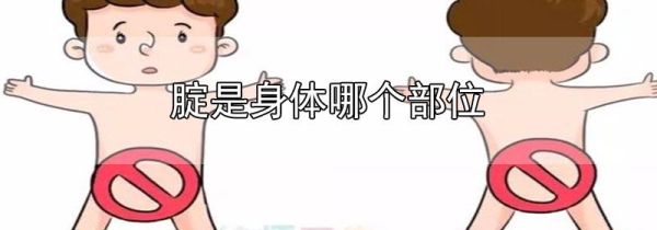 腚是身体哪个部位