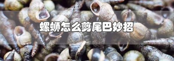 螺蛳怎么剪尾巴妙招