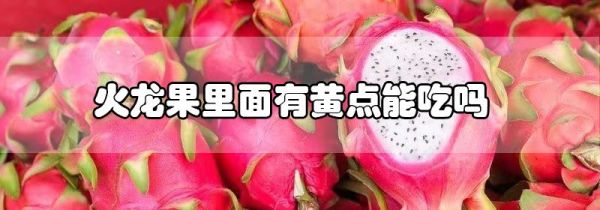 火龙果里面有黄点能吃吗