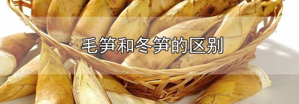 毛笋和冬笋的区别