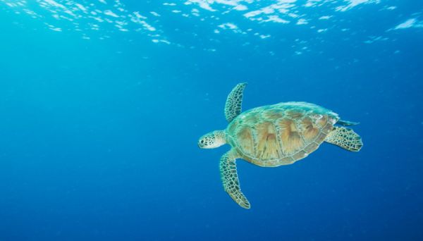 世界上体型最大的海龟是什么龟 世界上体型最大的海龟是什么龟海