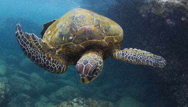 世界上体型最大的海龟是什么龟 世界上体型最大的海龟是什么龟海