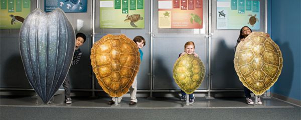 世界上体型最大的海龟是什么龟 世界上体型最大的海龟是什么龟海