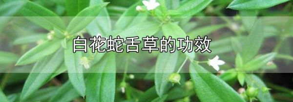 白花蛇舌草的功效