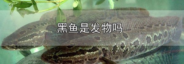 黑鱼是发物吗