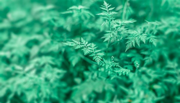 青团是糯米做的吗 青团是糯米粉做的吗