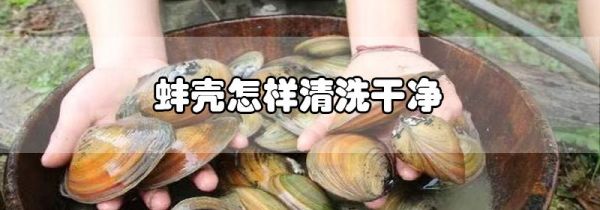 蚌壳怎样清洗干净