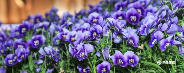 三色堇的花语 三色堇花语是什么