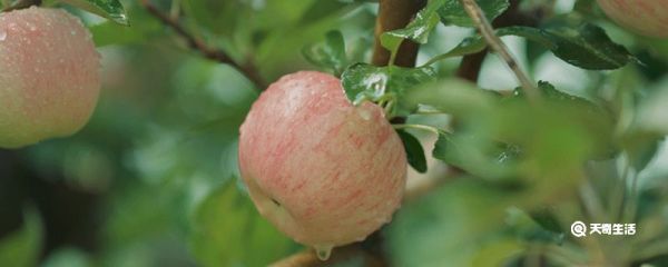 什么水果是碱性的 哪些水果是碱性的