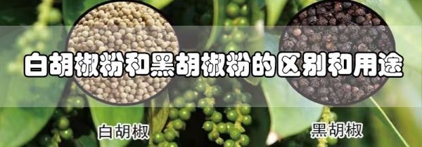 白胡椒粉和黑胡椒粉的区别和用途