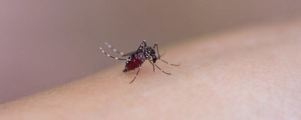 四害是指哪四害 老鼠是四害吗