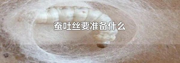 蚕吐丝要准备什么