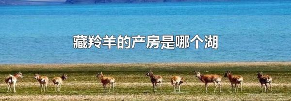 藏羚羊的产房是哪个湖