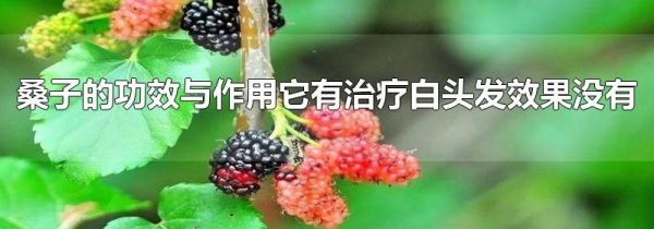 桑子的功效与作用它有治疗白头发效果没有