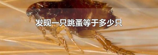 发现一只跳蚤等于多少只