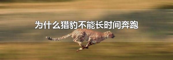 为什么猎豹不能长时间奔跑