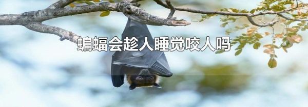 蝙蝠会趁人睡觉咬人吗