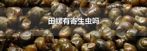 田螺有寄生虫吗