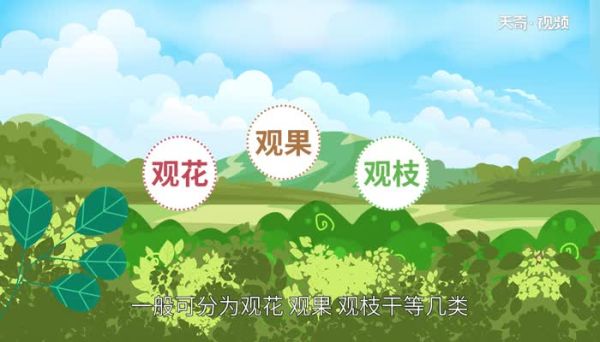 什么是灌木 灌木有哪些