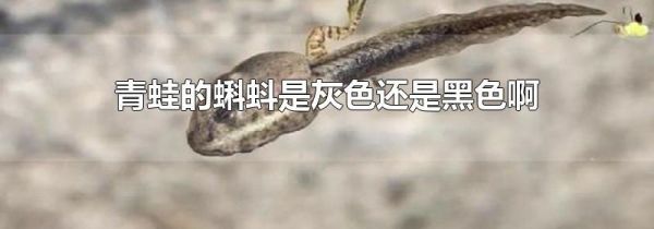 青蛙的蝌蚪是灰色还是黑色啊