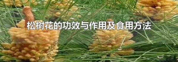 松树花的功效与作用及食用方法