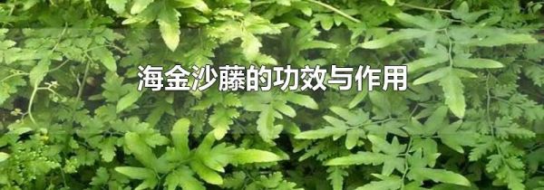 海金沙藤的功效与作用