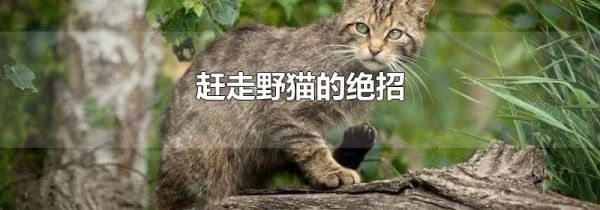 赶走野猫的绝招