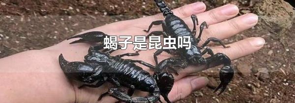 蝎子是昆虫吗